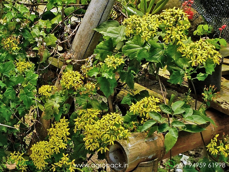 Canary-creeper1