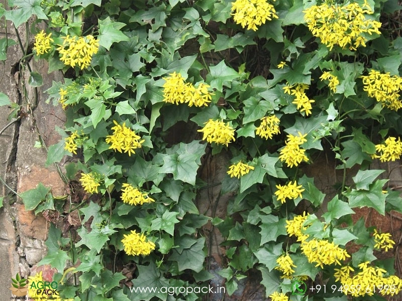 Canary-creeper2
