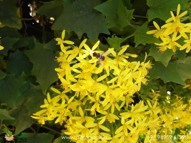 Canary-creeper3
