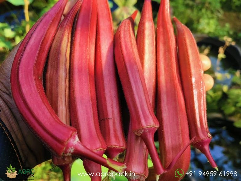 Candle-Fire-Okra-Red-Ladies-Finger1