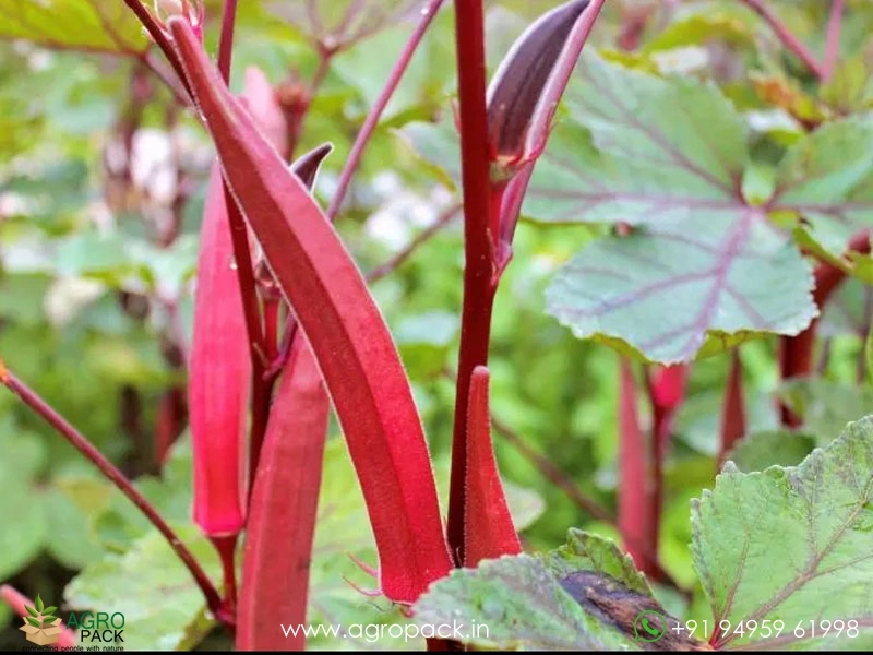 Candle-Fire-Okra-Red-Ladies-Finger2