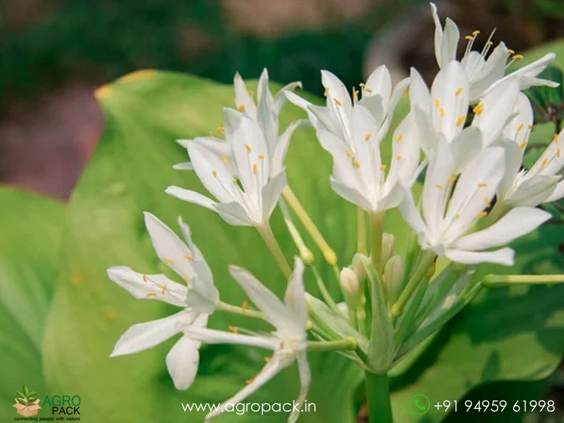 Cardwell-Lily2