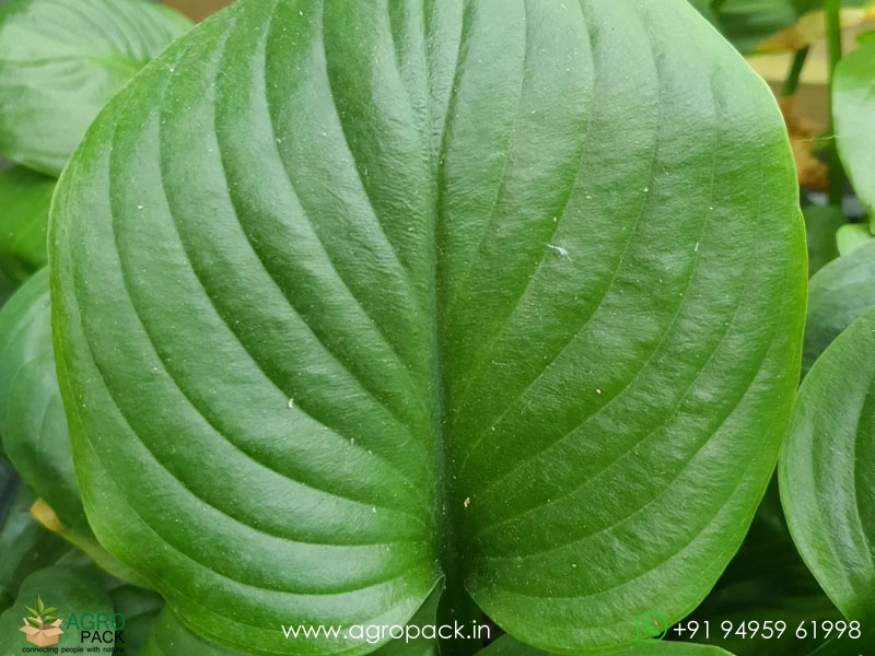 Cardwell-Lily3