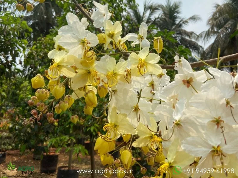 Cassia-fistula-Safed-Amaltas-White-Shower3