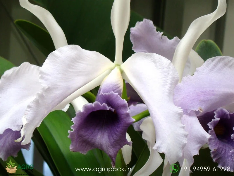Cattleya-C-G-Roebling-Blue-Indigo1