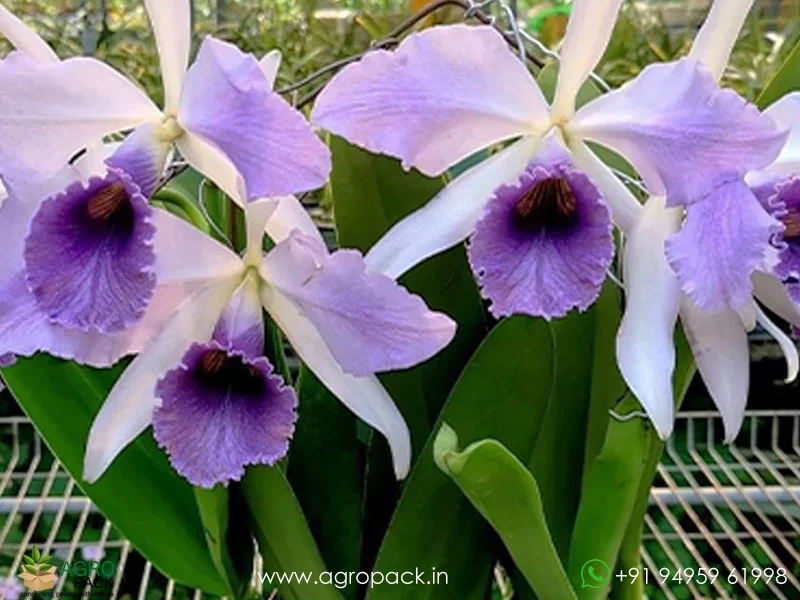 Cattleya-C-G-Roebling-Blue-Indigo2
