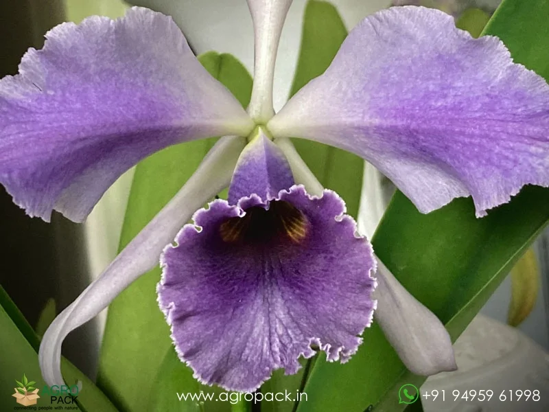 Cattleya-C-G-Roebling-Blue-Indigo3