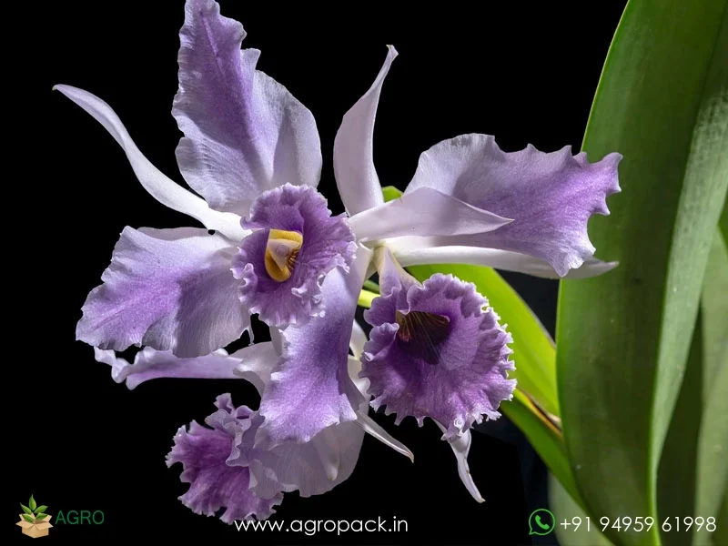 Cattleya-C-G-Roebling-Blue-Indigo4