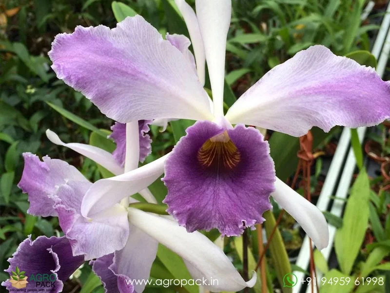 Cattleya-C-G-Roebling-Blue-Indigo5