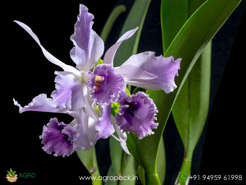 Cattleya-C-G-Roebling-Blue-Indigo6