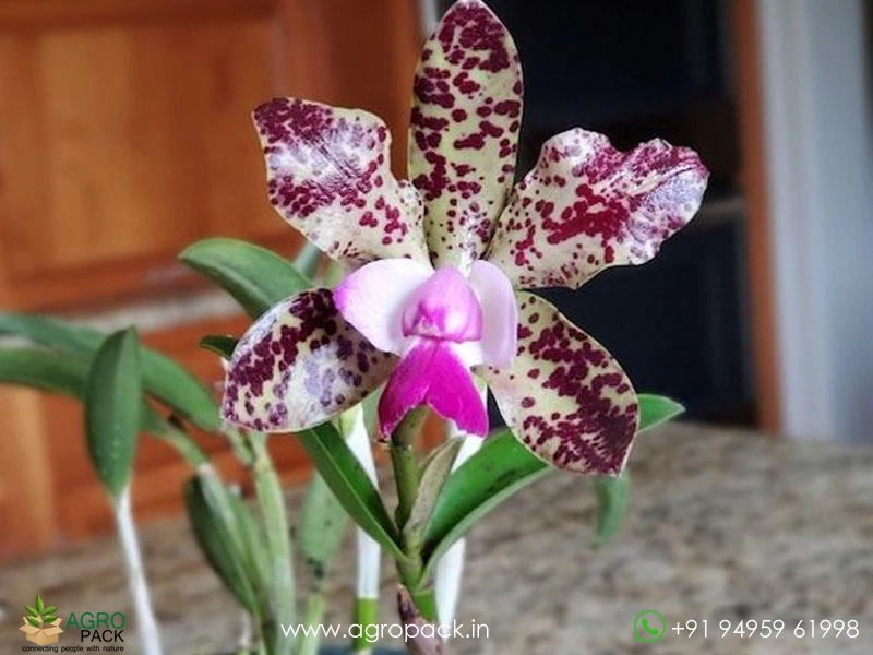Cattleya-Green-Emerald-Orchid1