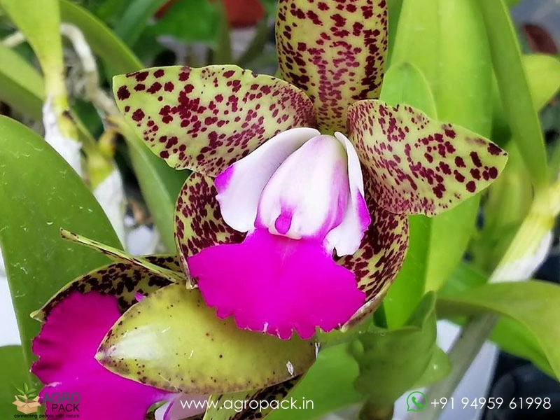 Cattleya-Green-Emerald-Orchid2