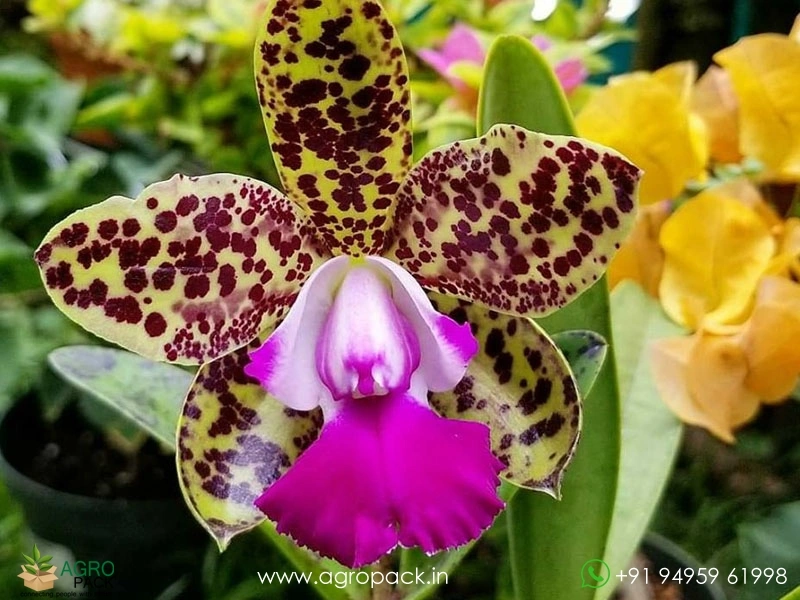 Cattleya-Green-Emerald-Orchid3