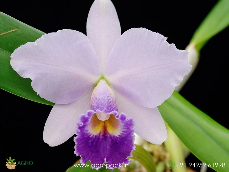 Cattleya-Hiroshima-Melody-Blue-Genie-Orchid2