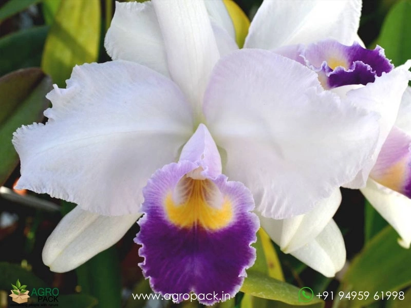 Cattleya-Hiroshima-Melody-Blue-Genie-Orchid3