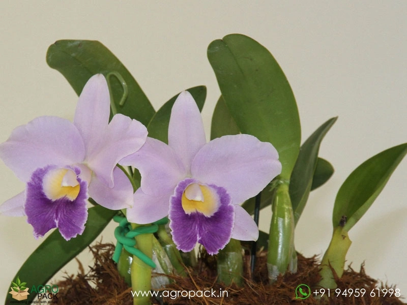 Cattleya-Hiroshima-Melody-Blue-Genie-Orchid6