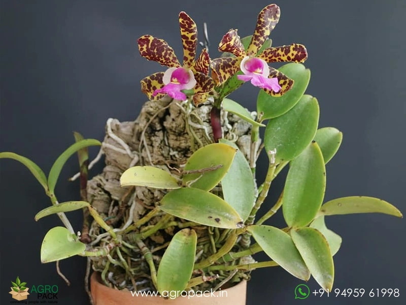 Cattleya-Jungle-Eyes1