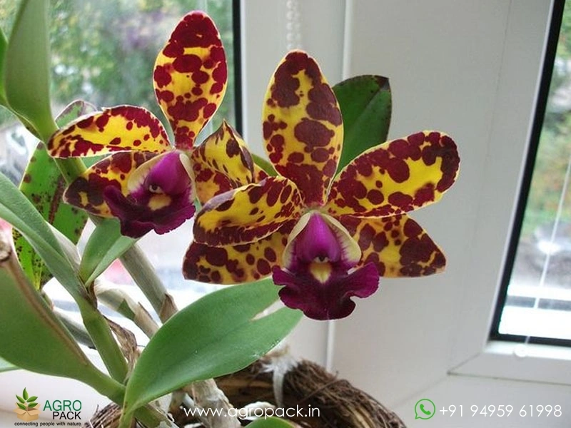 Cattleya-Jungle-Eyes2