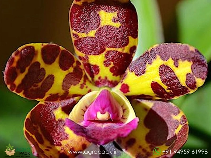 Cattleya-Jungle-Eyes3