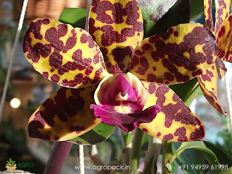 Cattleya-Jungle-Eyes4