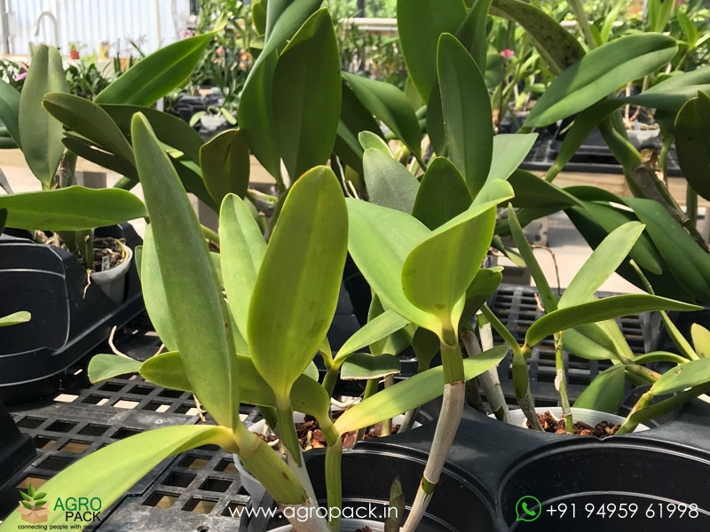 Cattleya-Monte-Elegante-Orchid4