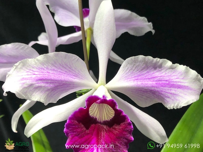 Cattleya-Purpurata-Var-Striata1