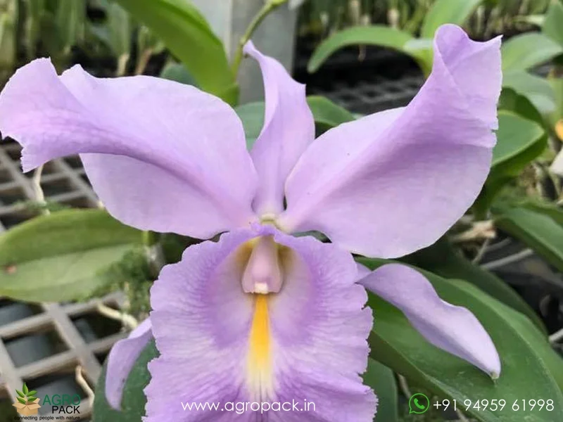 Cattleya-Sea-Breeze-Blue-Ribbon-Orchid1