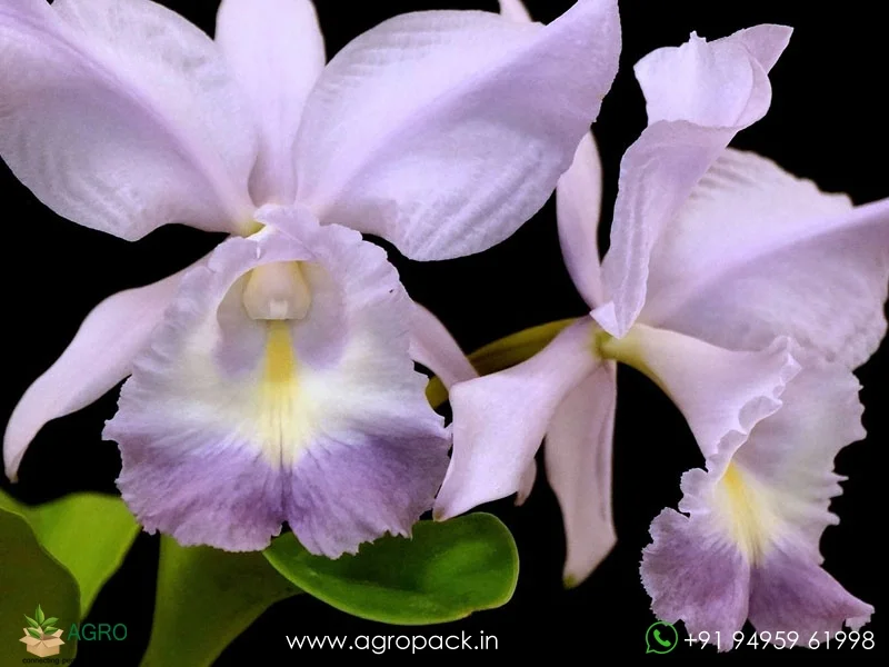 Cattleya-Sea-Breeze-Blue-Ribbon-Orchid2