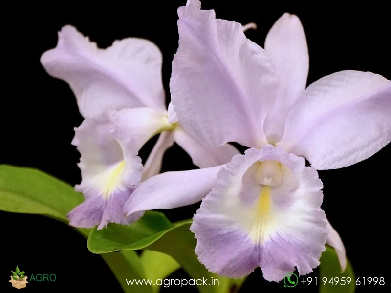 Cattleya-Sea-Breeze-Blue-Ribbon-Orchid3