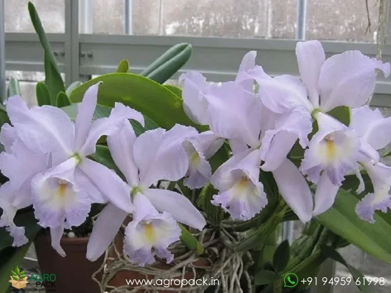 Cattleya-Sea-Breeze-Blue-Ribbon-Orchid4