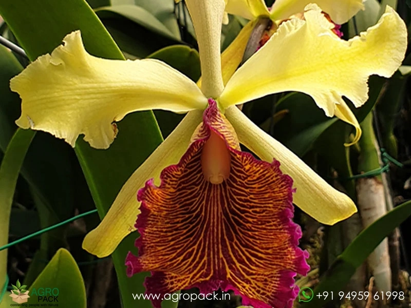 Cattleya-dowiana-×-sib-Orchid1