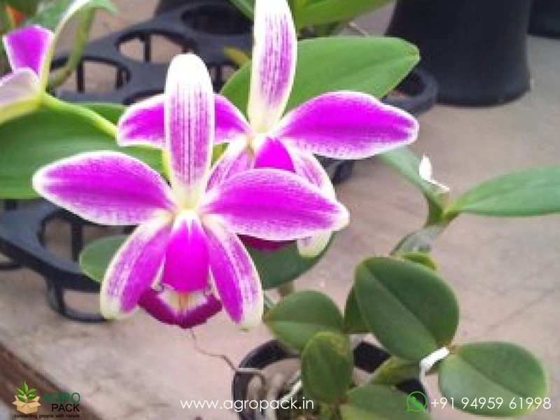 Cattleya-violacea-var.-semi-alba-flamea-Orchid1