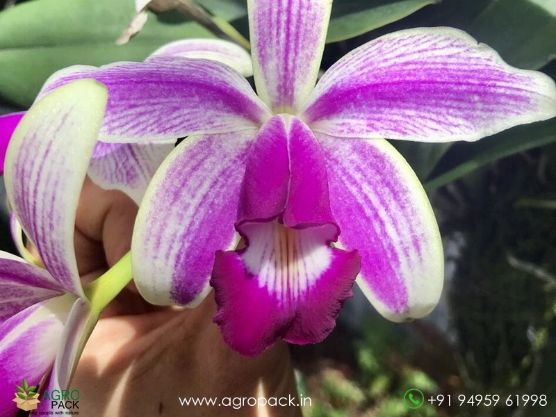 Cattleya-violacea-var.-semi-alba-flamea-Orchid3