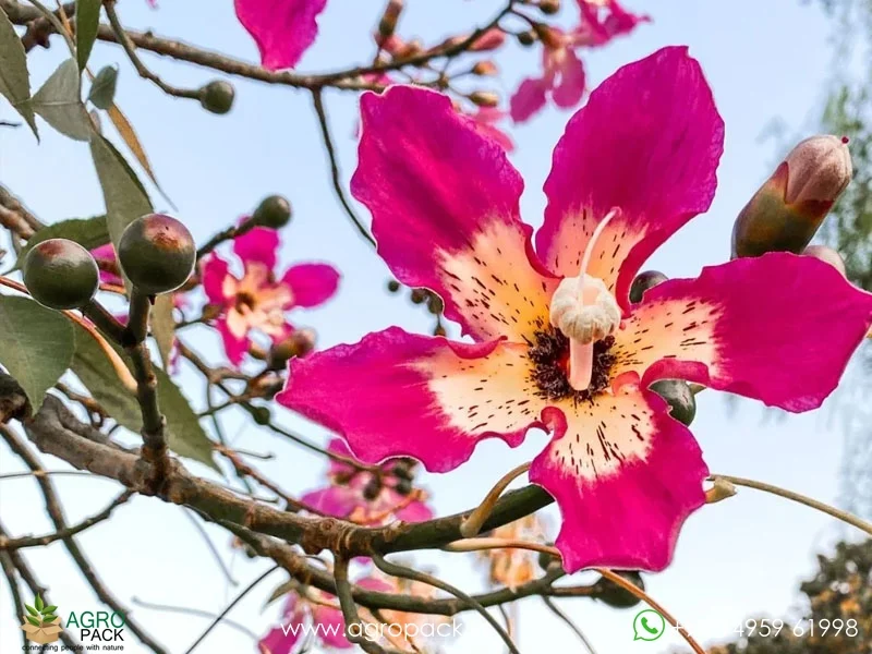 Ceiba-speciosa-Floss-Silk1