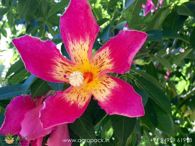 Ceiba-speciosa-Floss-Silk2