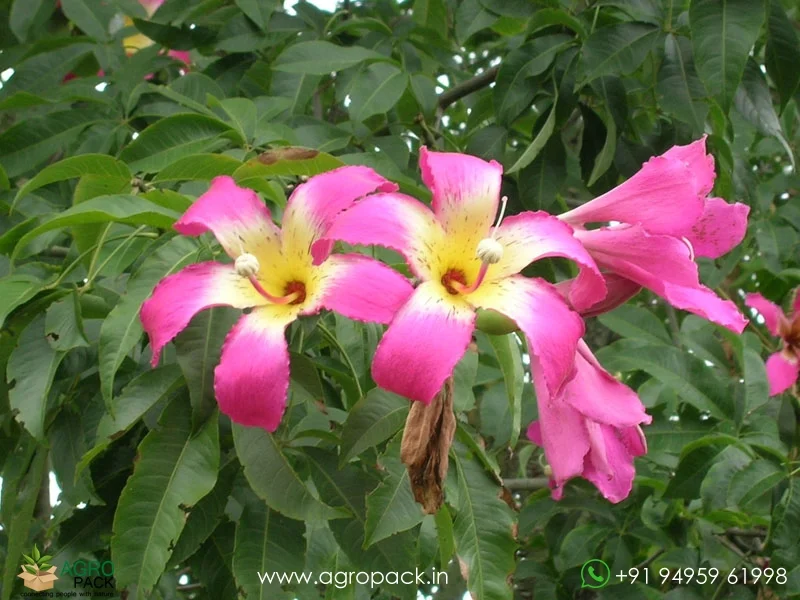 Ceiba-speciosa-Floss-Silk4