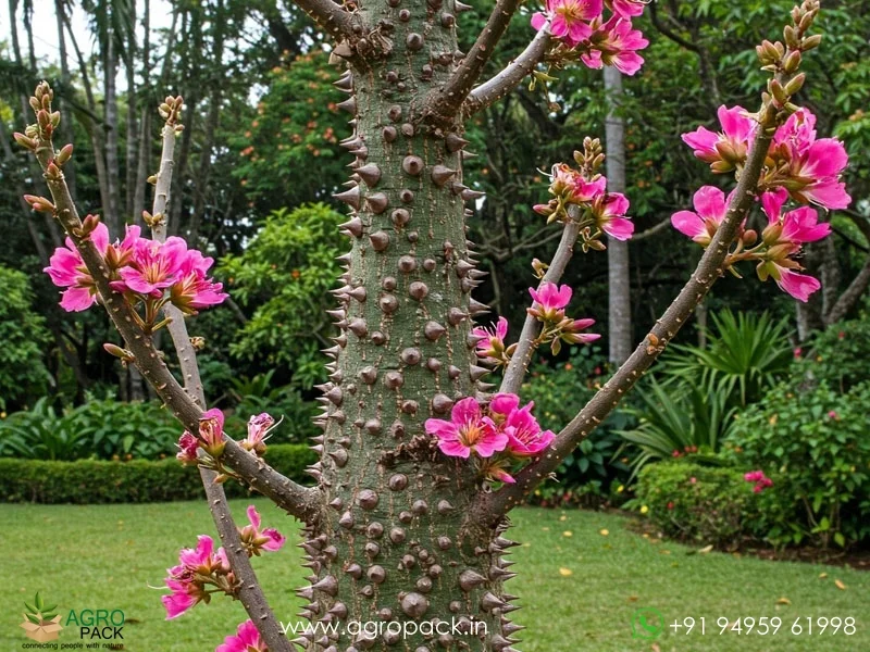 Ceiba-speciosa-Floss-Silk5