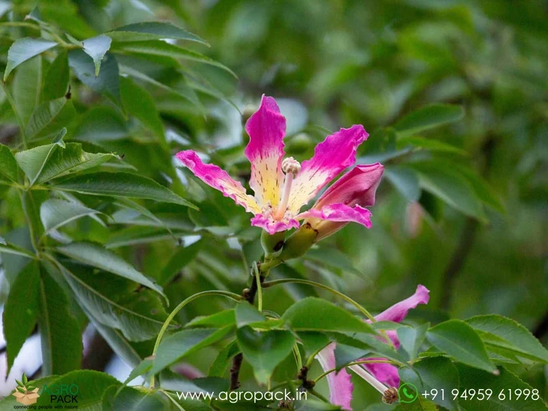 Ceiba-speciosa-Floss-Silk6