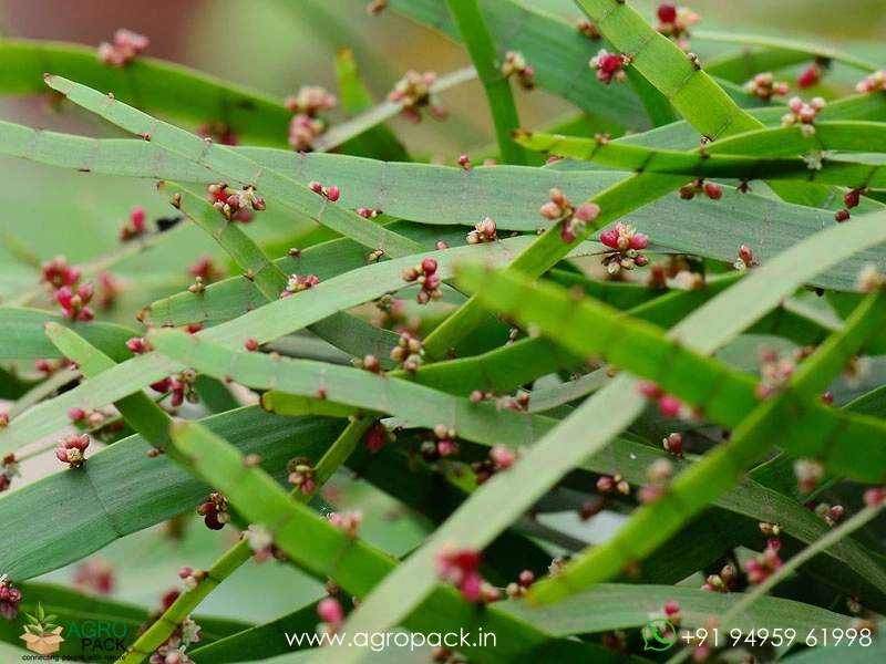 Centipede-plant1