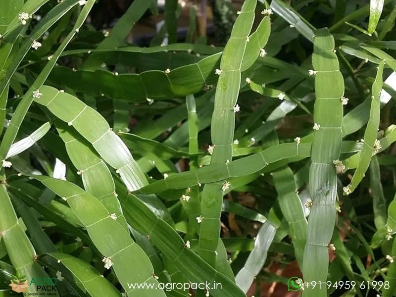 Centipede-plant2
