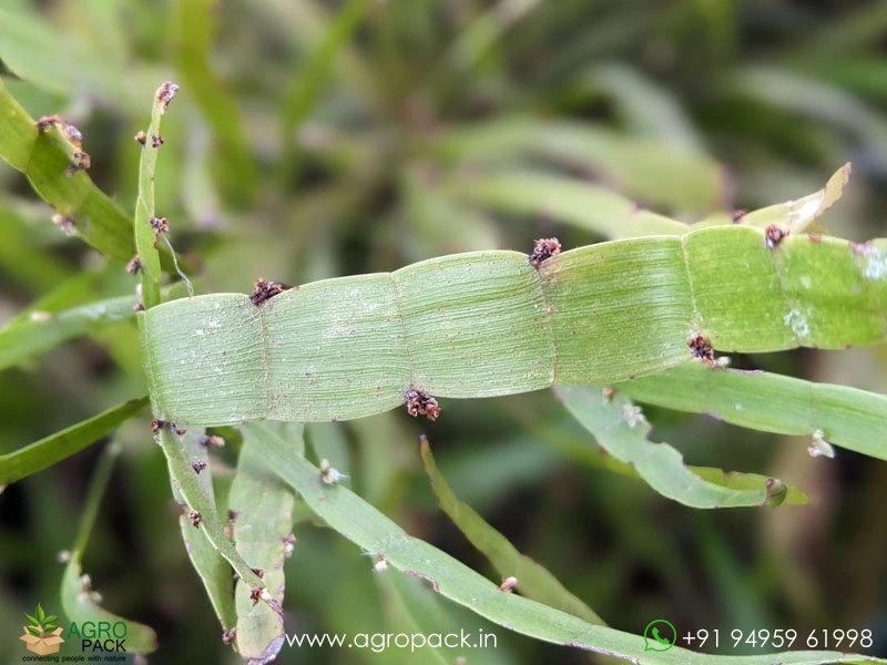 Centipede-plant3