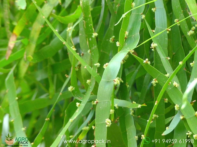 Centipede-plant4