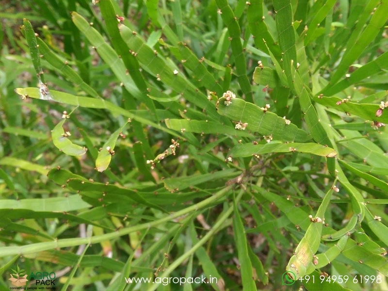 Centipede-plant5