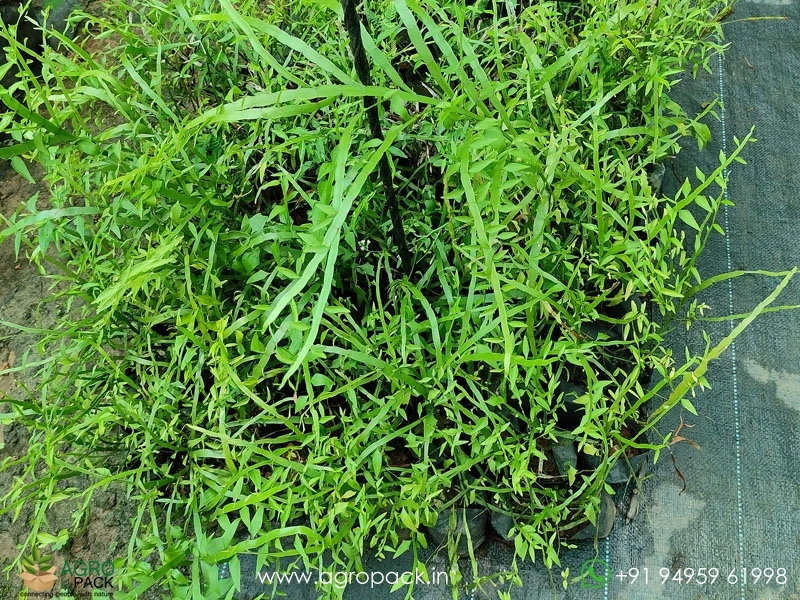 Centipede-plant6