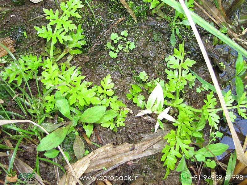 Ceratopteris-thalictroides-Water-Sprite3