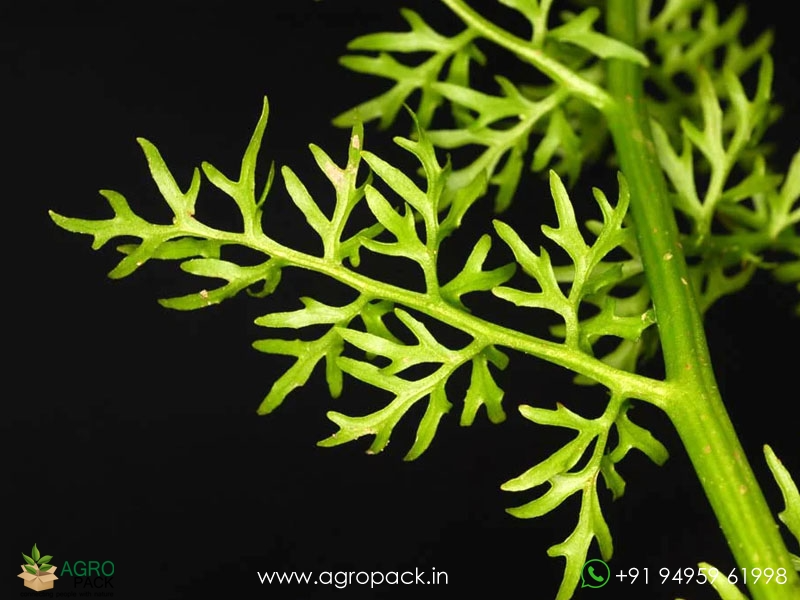 Ceratopteris-thalictroides-Water-Sprite5