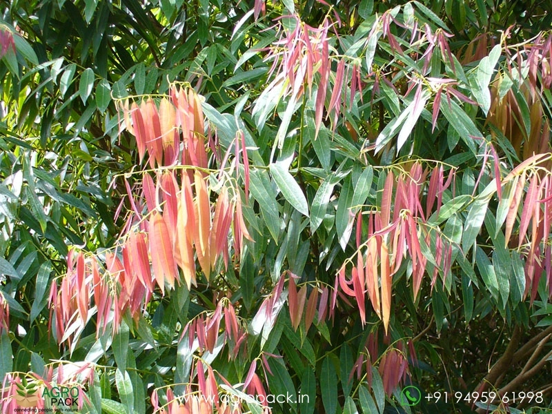 Ceylon-ironwood-Mesua-ferrea1