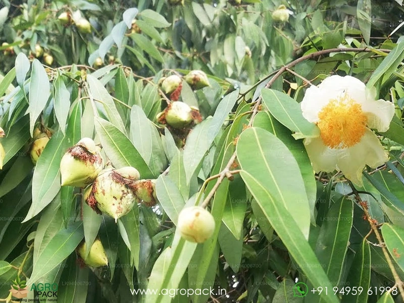 Ceylon-ironwood-Mesua-ferrea2
