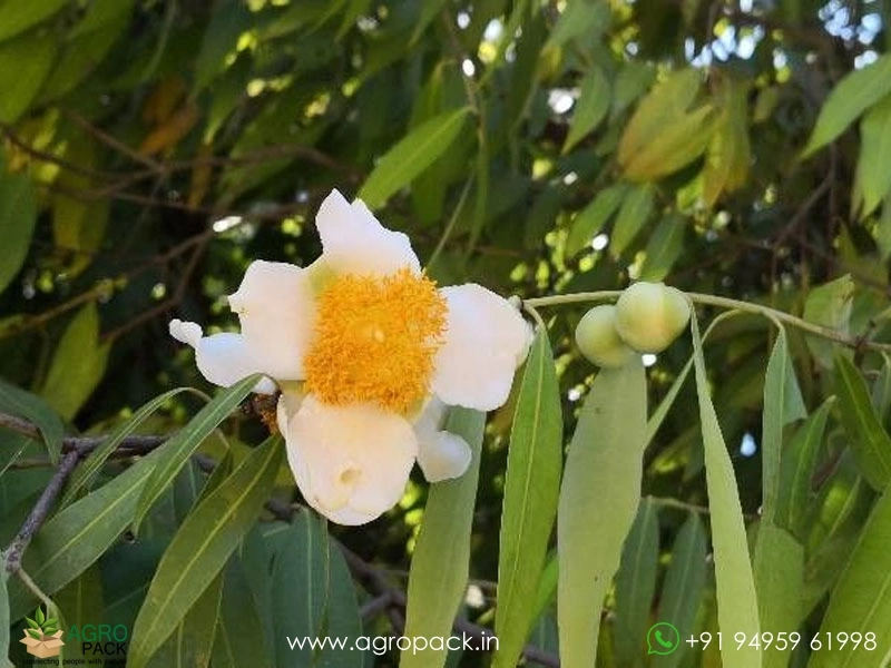 Ceylon-ironwood-Mesua-ferrea4