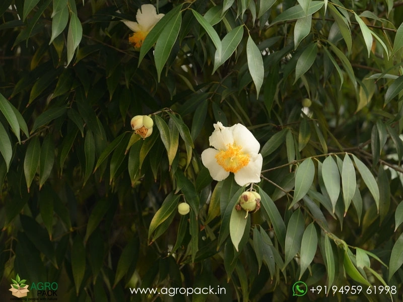Ceylon-ironwood-Mesua-ferrea5